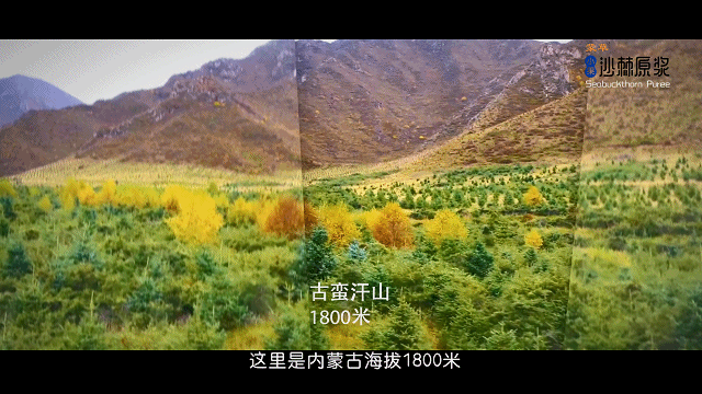 致富经种沙棘视频_关于种植沙棘要求的视频报道_沙棘种植视频
