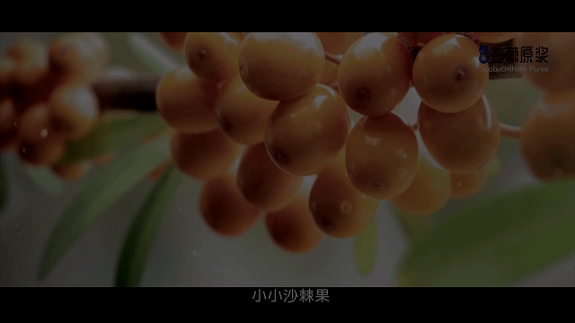 致富经种沙棘视频_关于种植沙棘要求的视频报道_沙棘种植视频