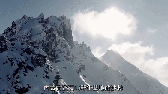 沙棘种植视频_致富经种沙棘视频_关于种植沙棘要求的视频报道