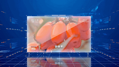 沙棘种植视频_关于种植沙棘要求的视频报道_致富经种沙棘视频