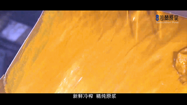 致富经种沙棘视频_关于种植沙棘要求的视频报道_沙棘种植视频