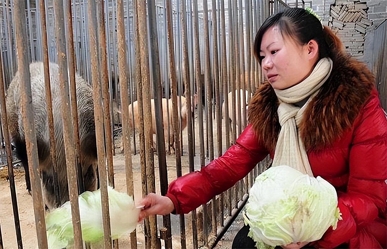 养猪获得了爱情致富经_养猪致富啥意思_致富养猪场是真的吗