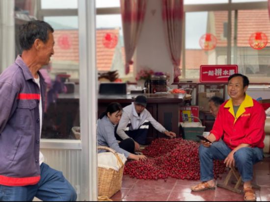 致富经大樱桃_致富经大樱桃种植视频_樱桃致富经