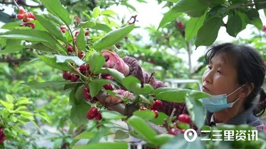 樱桃种植赚钱吗_致富经樱桃种植_樱桃致富经