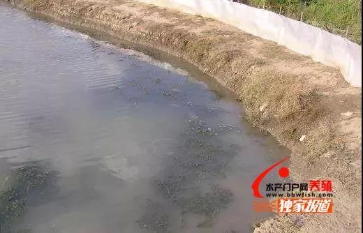 大眼幼体每亩用养殖成本_大眼幼体养殖技术_大眼幼体养殖放养注意事项