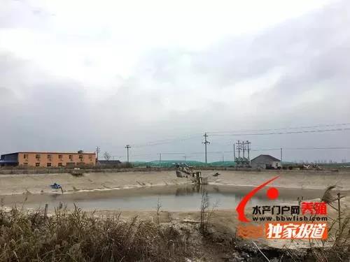 大眼幼体养殖技术_大眼幼体每亩用养殖成本_大眼幼体养殖放养注意事项