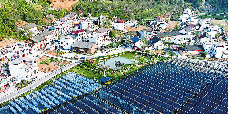金米村：木耳朵朵开 幸福踏歌来