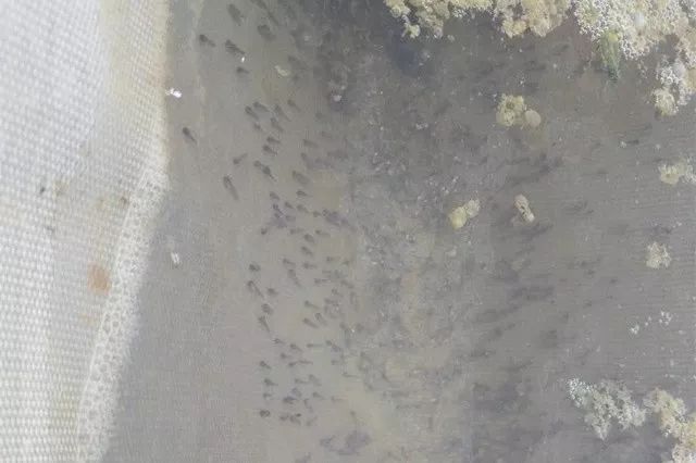 养殖食用青蛙致富_养殖食用青蛙致富_养殖食用青蛙致富