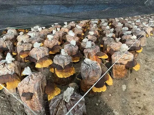 木耳种植技术和成本_致富经种木耳_木耳种植的经济效益