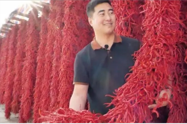 致富辣椒种植靠什么挣钱_靠种植致富辣椒_致富辣椒种植靠什么赚钱