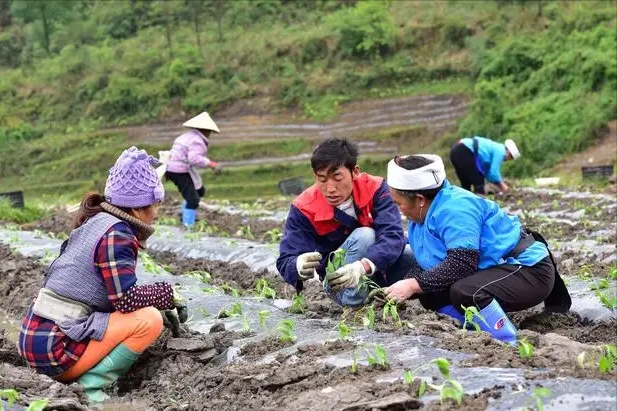 致富辣椒种植靠什么赚钱_致富辣椒种植靠什么挣钱_靠种植致富辣椒