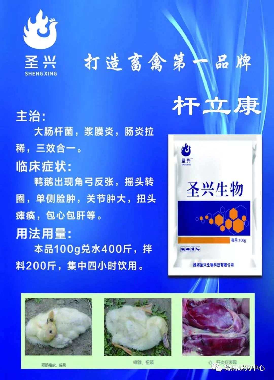 高产蛋鸭养殖技术_养殖蛋鸭的技术视频_蛋鸭养殖前景如何