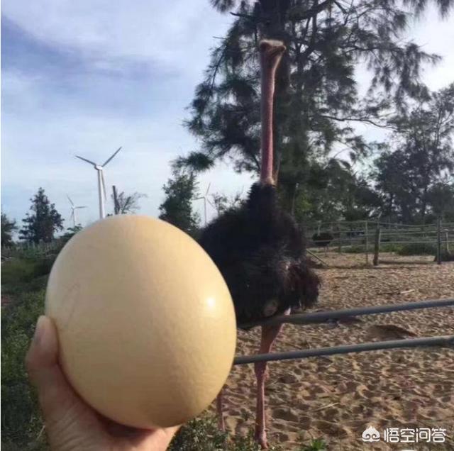澳洲鸵鸟跟非洲鸵鸟养哪种好:养殖非洲鸵鸟效益怎么样？ 澳洲鸵鸟和非洲鸵鸟的区别