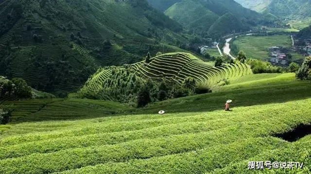 致富经板鸭_致富经洪湖板鸭_板鸭产业