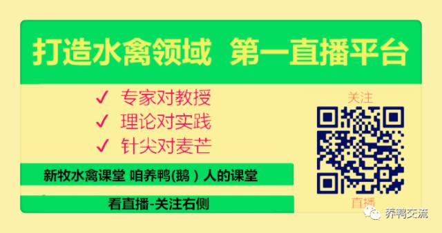 高产蛋鸭养殖技术_养殖蛋鸭的技术视频_蛋鸭养殖前景如何