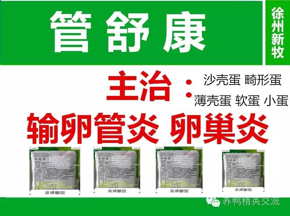蛋鸭养殖前景如何_高产蛋鸭养殖技术_养殖蛋鸭的技术视频