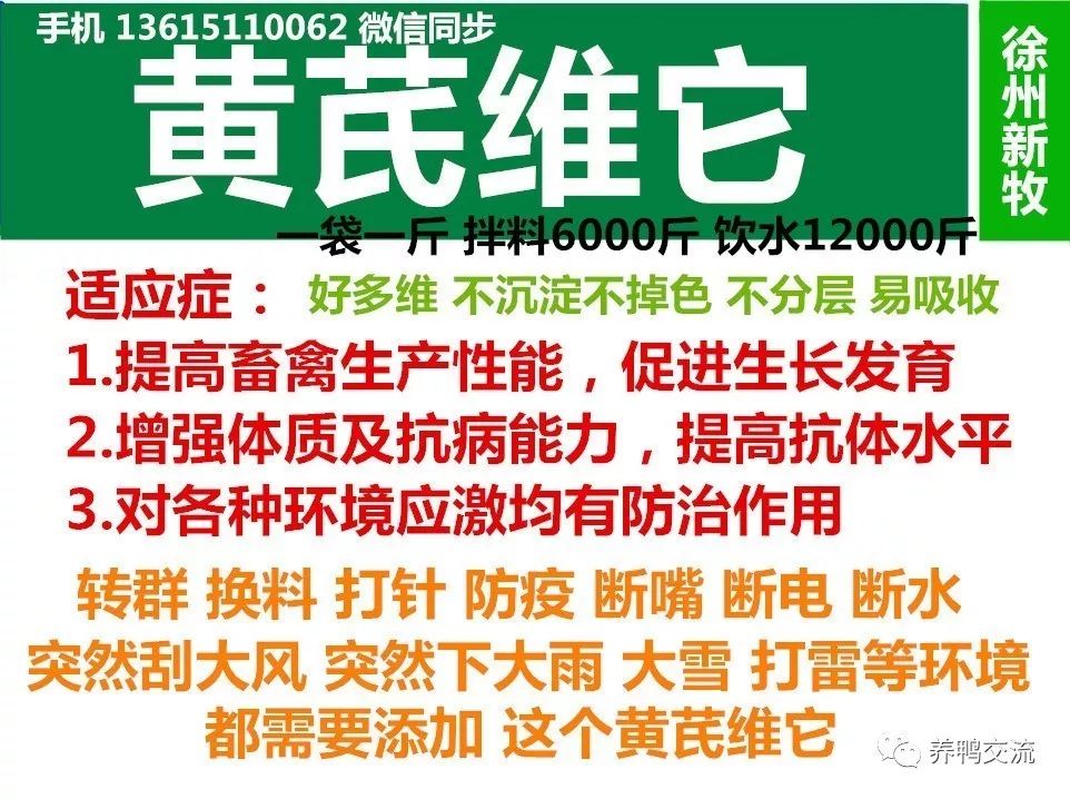 高产蛋鸭养殖技术_养殖蛋鸭的技术视频_蛋鸭养殖前景如何