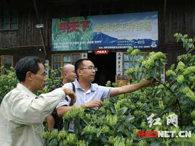 金银花