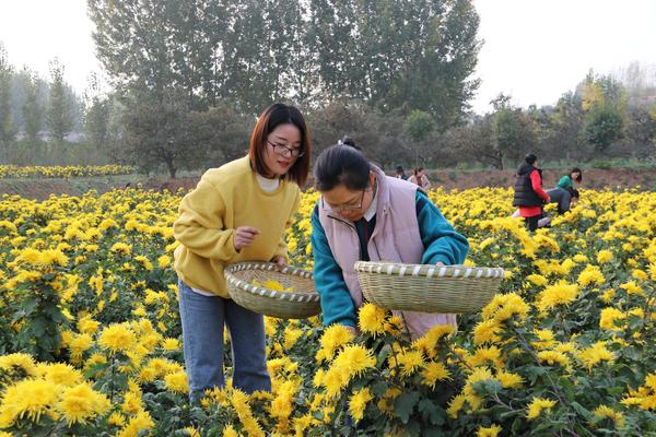 致富种植收购项目有哪些_种植致富项目收购_致富种植收购项目怎么样