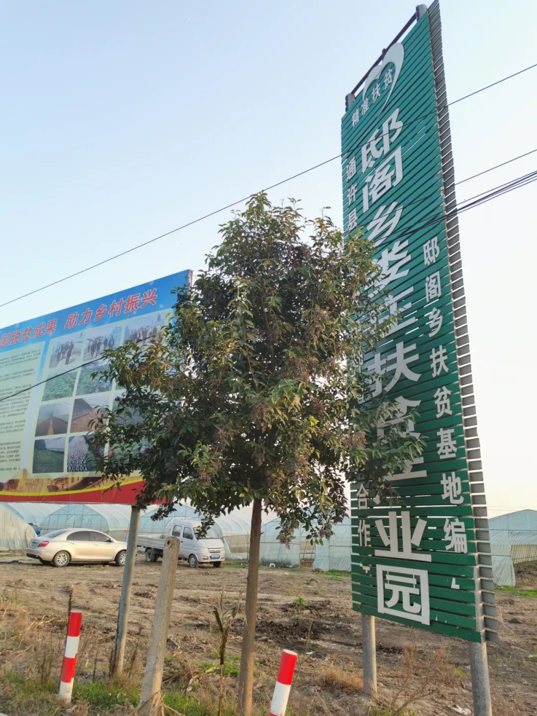 开封农村种植致富_开封种植蔬菜基地_开封种什么庄稼