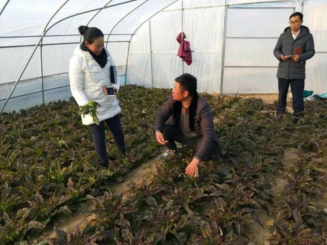 开封种植蔬菜基地_开封种什么庄稼_开封农村种植致富