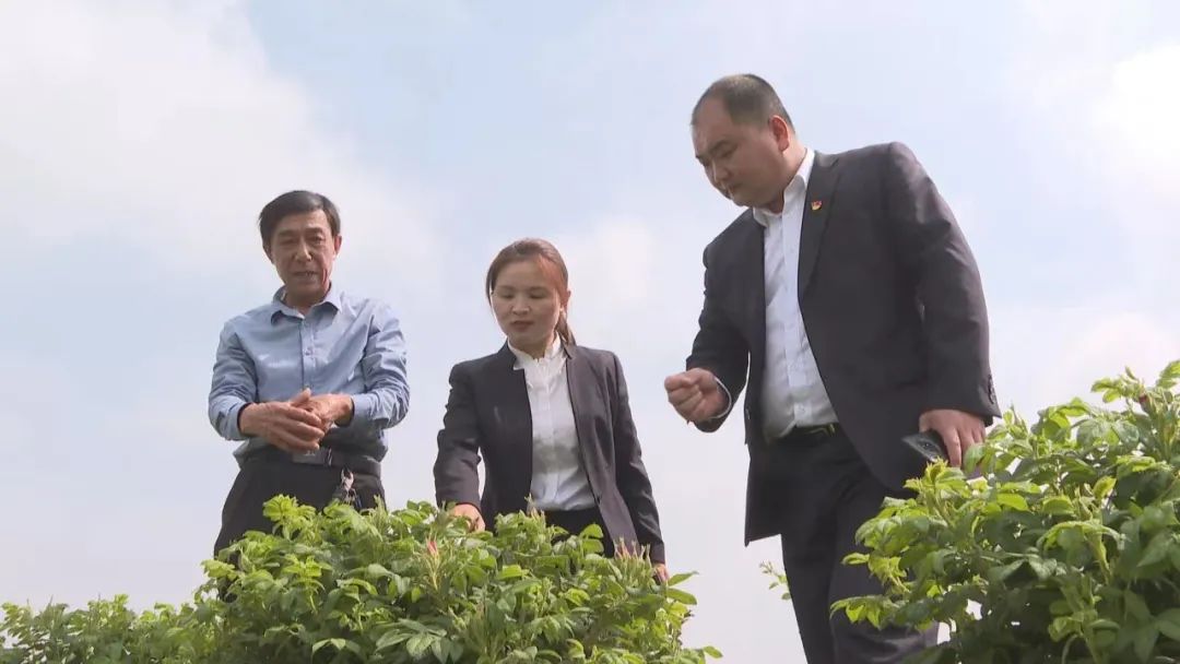 开封种什么庄稼_开封农村种植致富_开封种植蔬菜基地