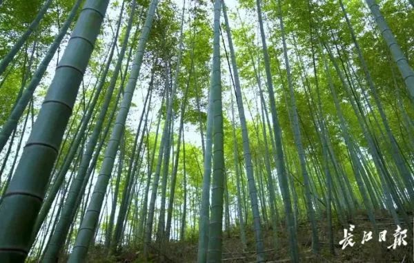 竹子养殖_竹子养殖致富_致富竹子养殖方法