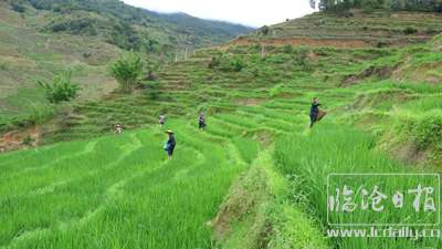崑顶村种植生态红米水稻拓宽致富路