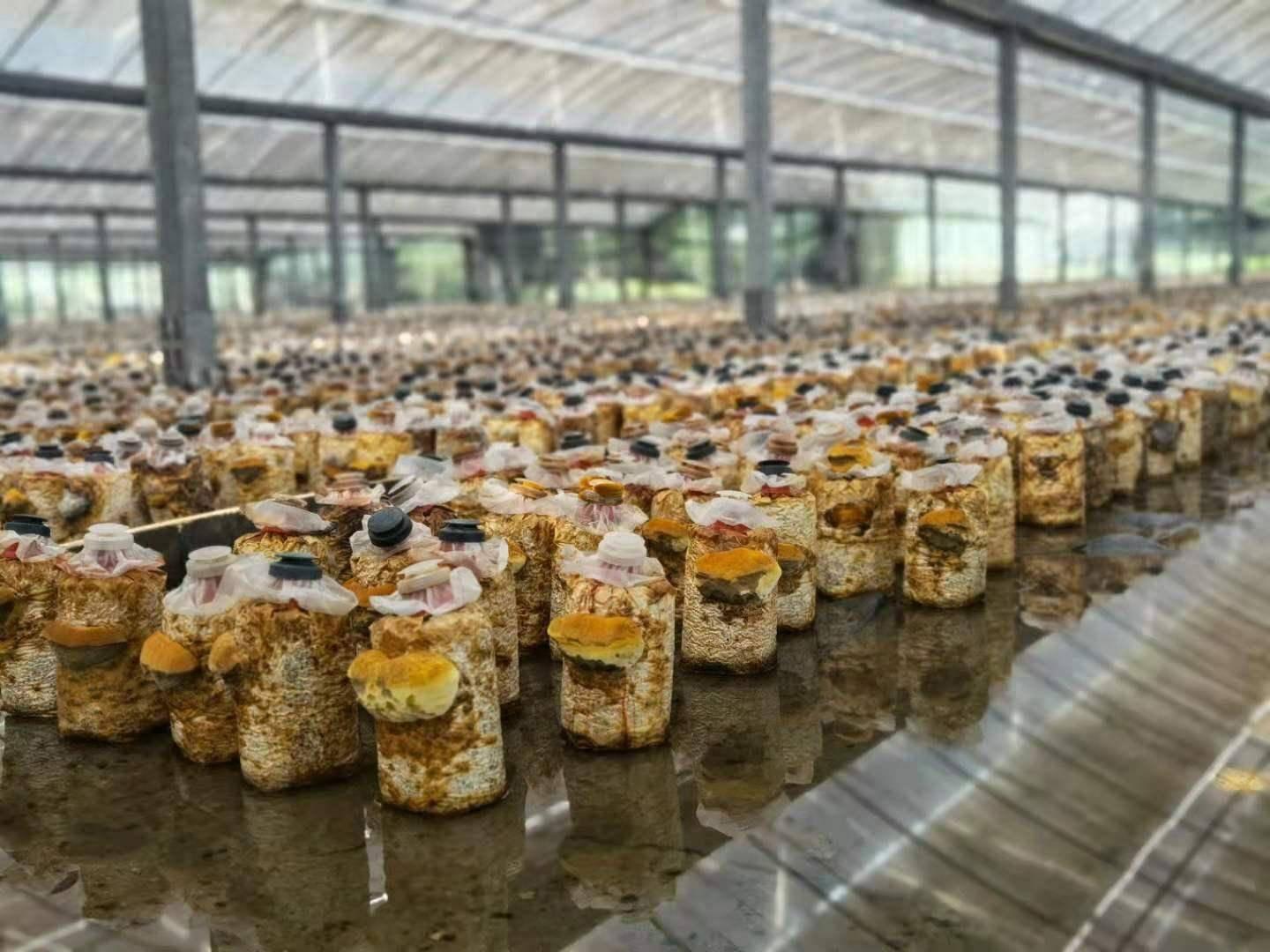 贵州鑫禾生物科技有限公司金耳合作种植回收 诚信第一