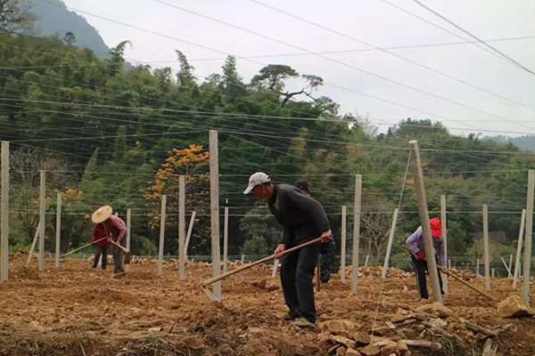 种植梧桐树项目_梧桐种植 致富_致富梧桐种植方法