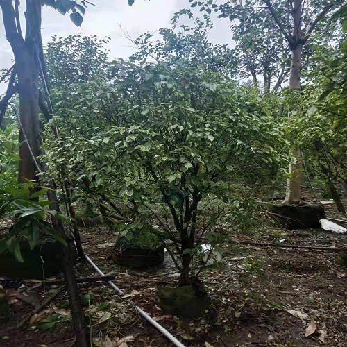 致富绿化两不误种植垂叶榕有好出路它可以净化空气