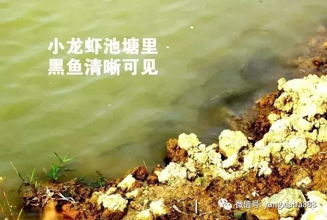 黄鳝过冬技术_黄鳝冬天养殖技术_黄鳝养殖怎么过冬