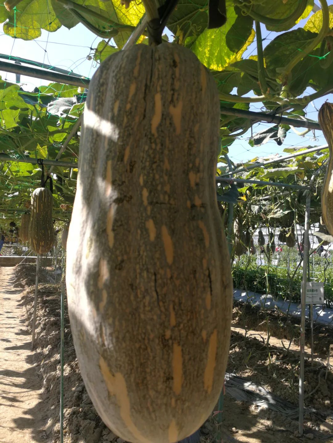南瓜种植视频教程_南瓜种植技术与管理视频_南瓜种植技术视频播放