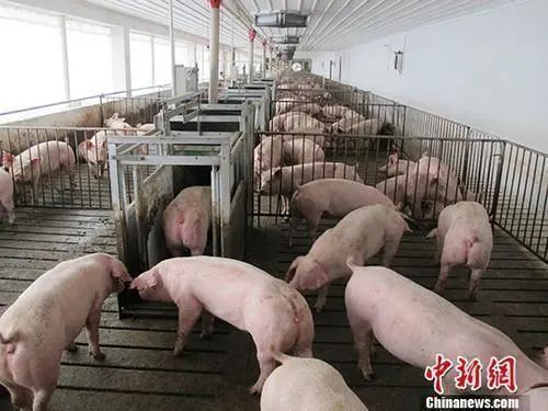 致富养殖视频_发财致富养殖_养殖发财图片