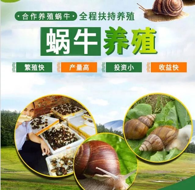 养殖致富项目网_致富网养殖业_致富养殖网项目介绍