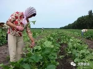 南瓜的栽培技术视频视频教程_南瓜种植视频教程_南瓜种植技术视频播放