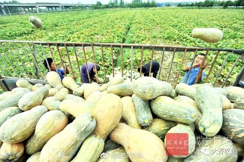 南瓜种植视频教程_南瓜种植技术视频播放_南瓜的栽培技术视频视频教程