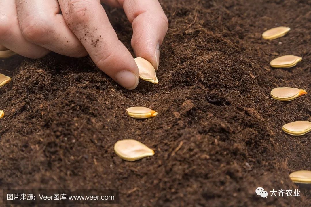 南瓜的栽培技术视频视频教程_南瓜种植技术视频播放_南瓜种植视频教程