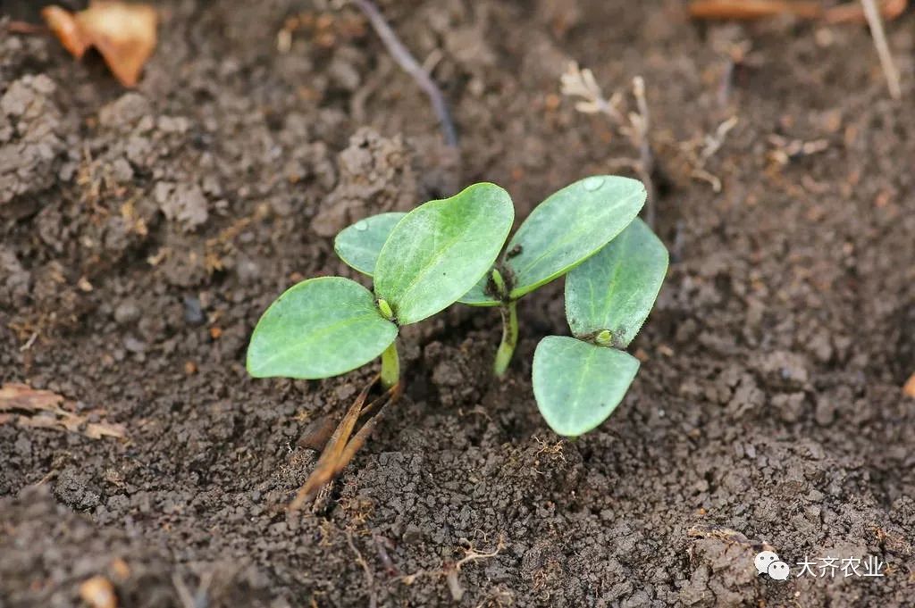 南瓜种植视频教程_南瓜的栽培技术视频视频教程_南瓜种植技术视频播放