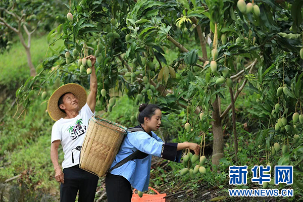 致富创业网搞种植水果_致富经种水果_水果种植致富