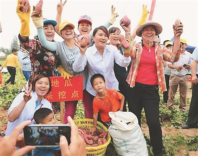 致富种植地瓜怎么样_种植地瓜致富_致富种植地瓜视频