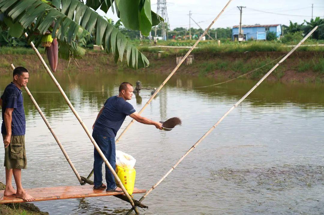 海龙养殖致富项目_致富养殖海龙项目简介_致富养殖海龙项目介绍