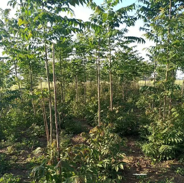 香椿芽加工设备_致富经香椿芽加工_香椿芽深加工技术