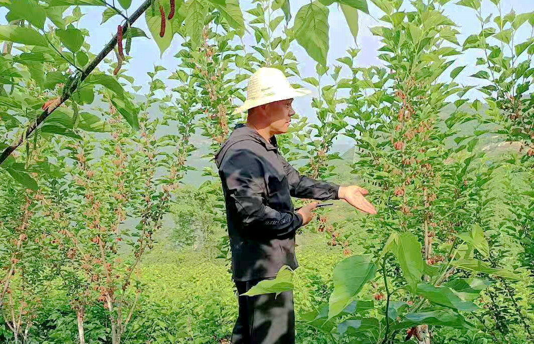 致富经种桑叶_桑叶种植技术视频_种桑叶赚钱吗