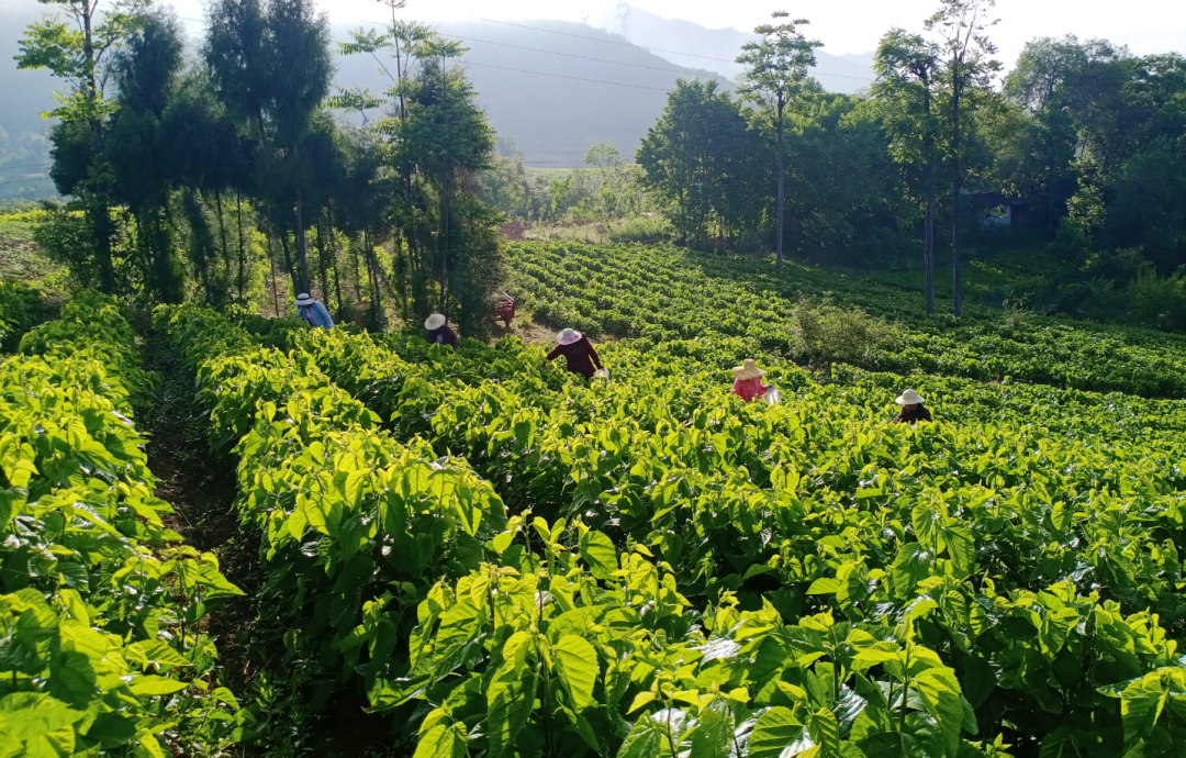 致富经种桑叶_桑叶种植技术视频_种桑叶赚钱吗