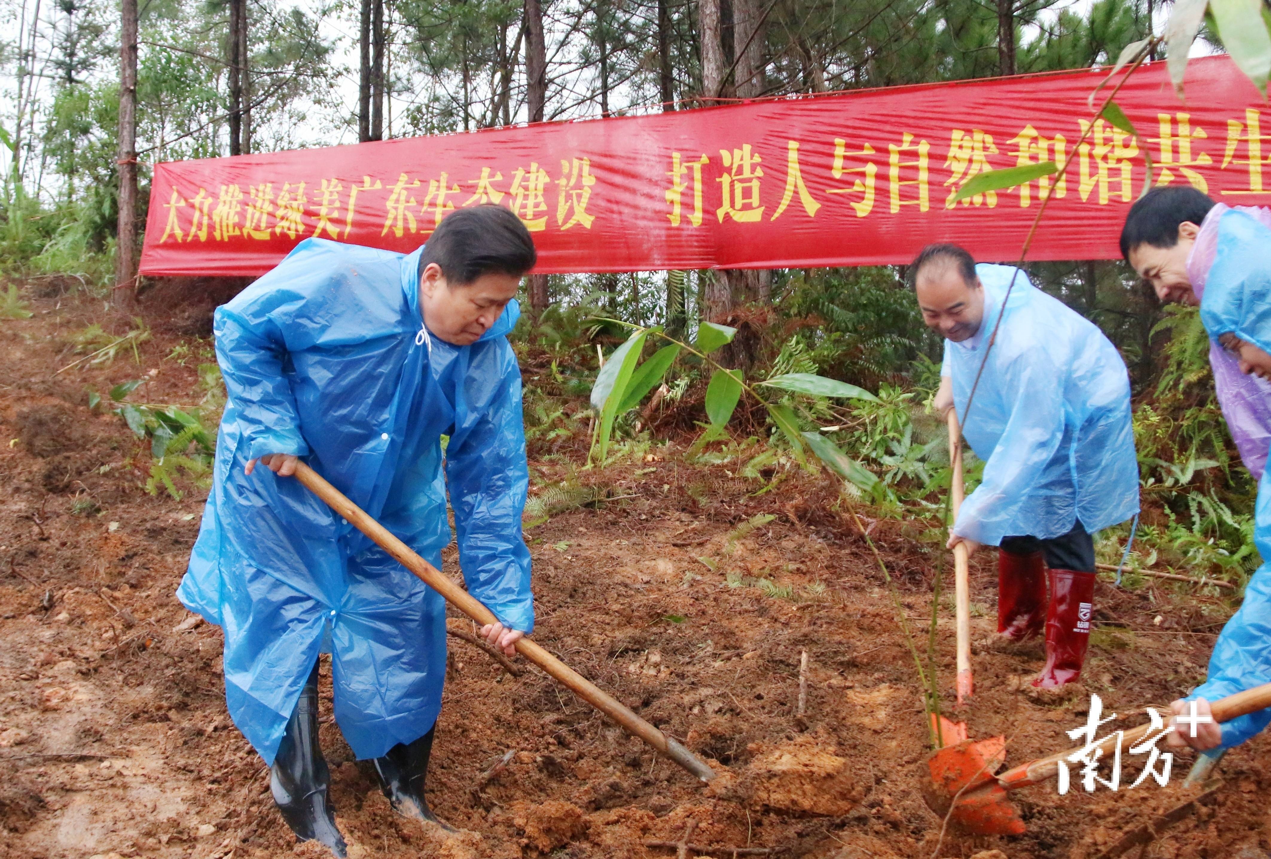 以竹造景！英德种下新春“第一绿”，助力“绿美广东”建设