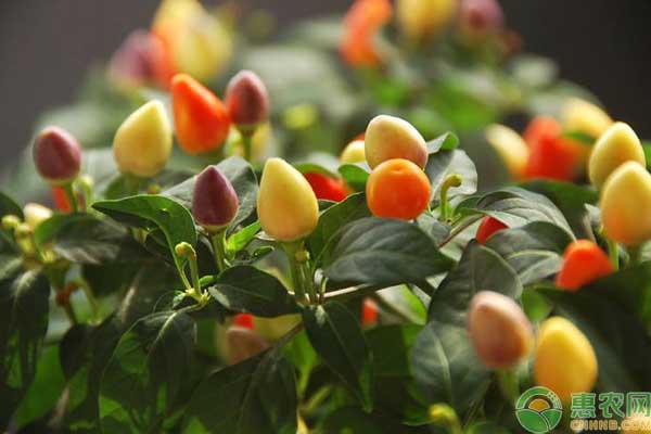 种蔬菜致富经_致富蔬菜种植特色是什么_特色种植蔬菜致富