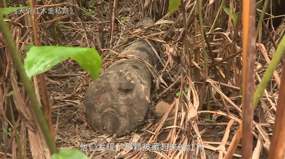 紫檀种植致富_紫檀种植技术_致富紫檀种植条件