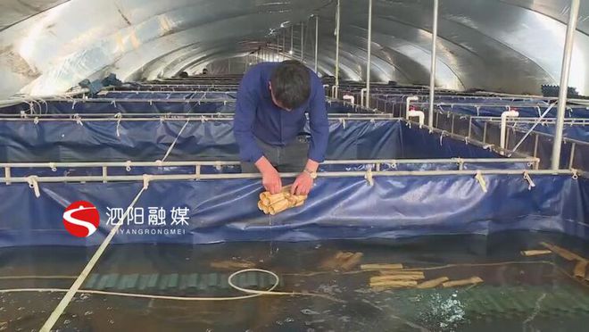 农业致富网养殖龙虾_致富经龙虾养殖技术视频_致富经龙虾