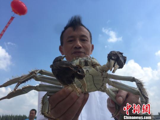 固城湖大闸蟹。　葛勇 摄